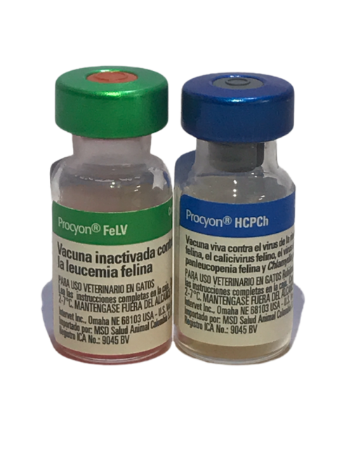 VAC PROCYON HCPCH+FELV
